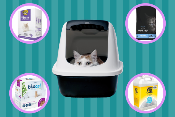 Best Cat Litter 2024: We Tested Different Cat Litters So You Don't Have To