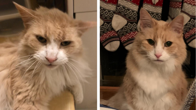 before and after adoption - cat 5