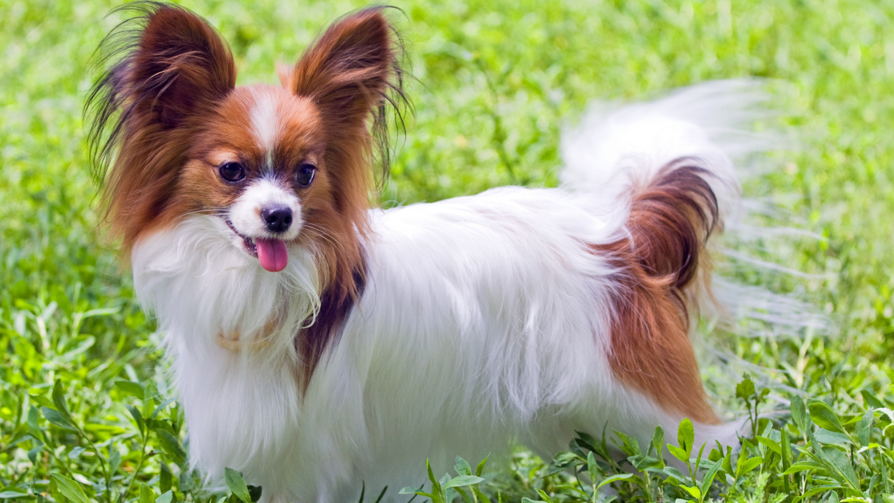 papillon - best dog breed for cats - Pawp