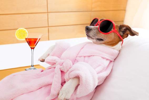 Everything You Need For The Perfect Spa Day With Your Dog — Without The Groomer