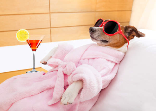 Everything You Need For The Perfect Spa Day With Your Dog — Without The Groomer