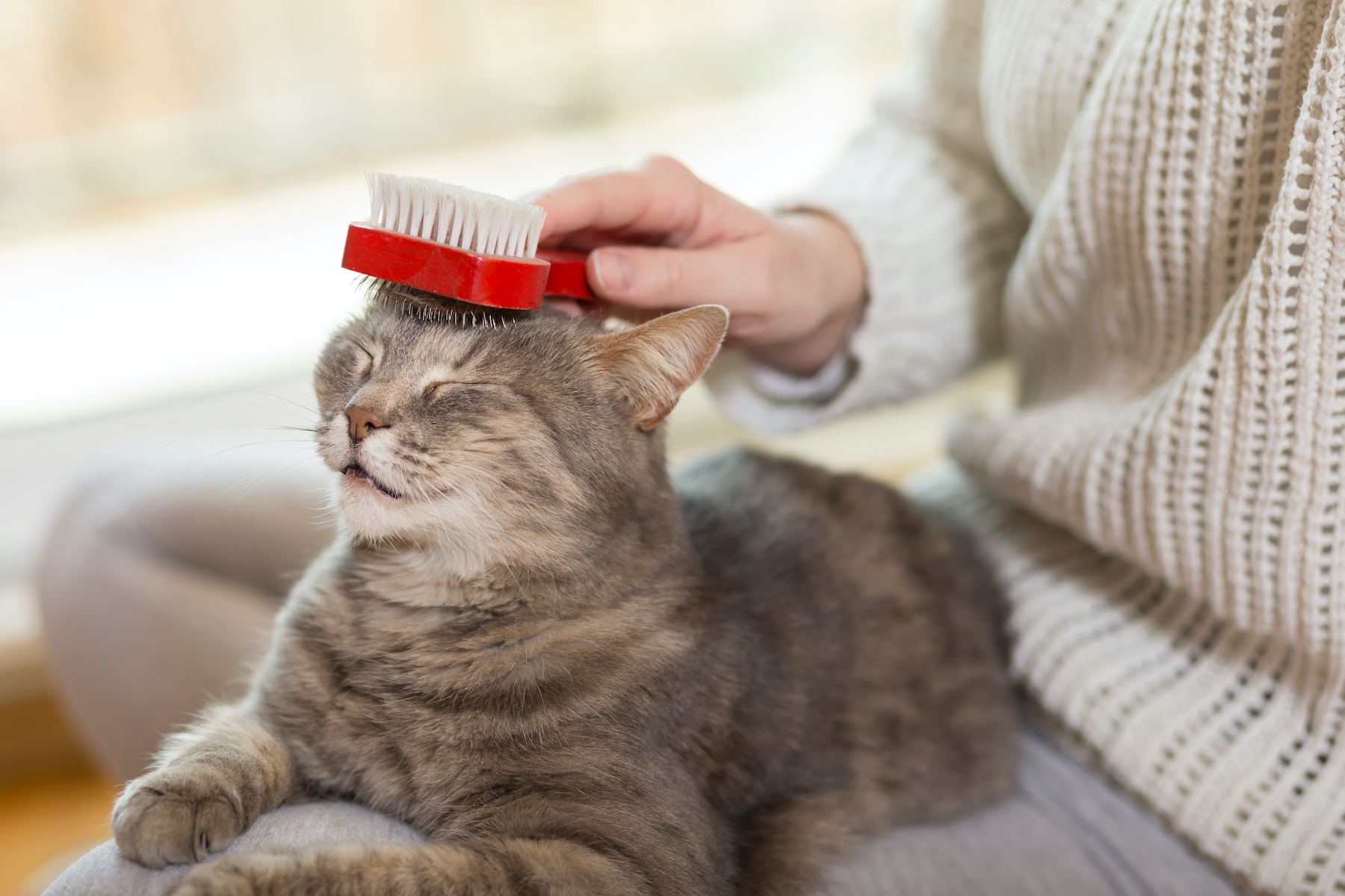 Cat Dandruff Why Your Cat Has It & How To Get Rid Of It