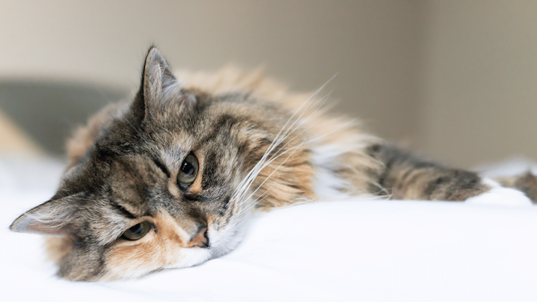 Cat Seizures: Signs, Causes, Treatment & Prevention 