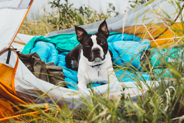 How To Go Camping With Your Dog