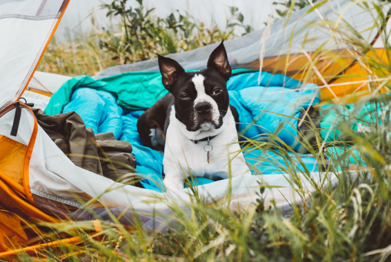 How To Go Camping With Your Dog