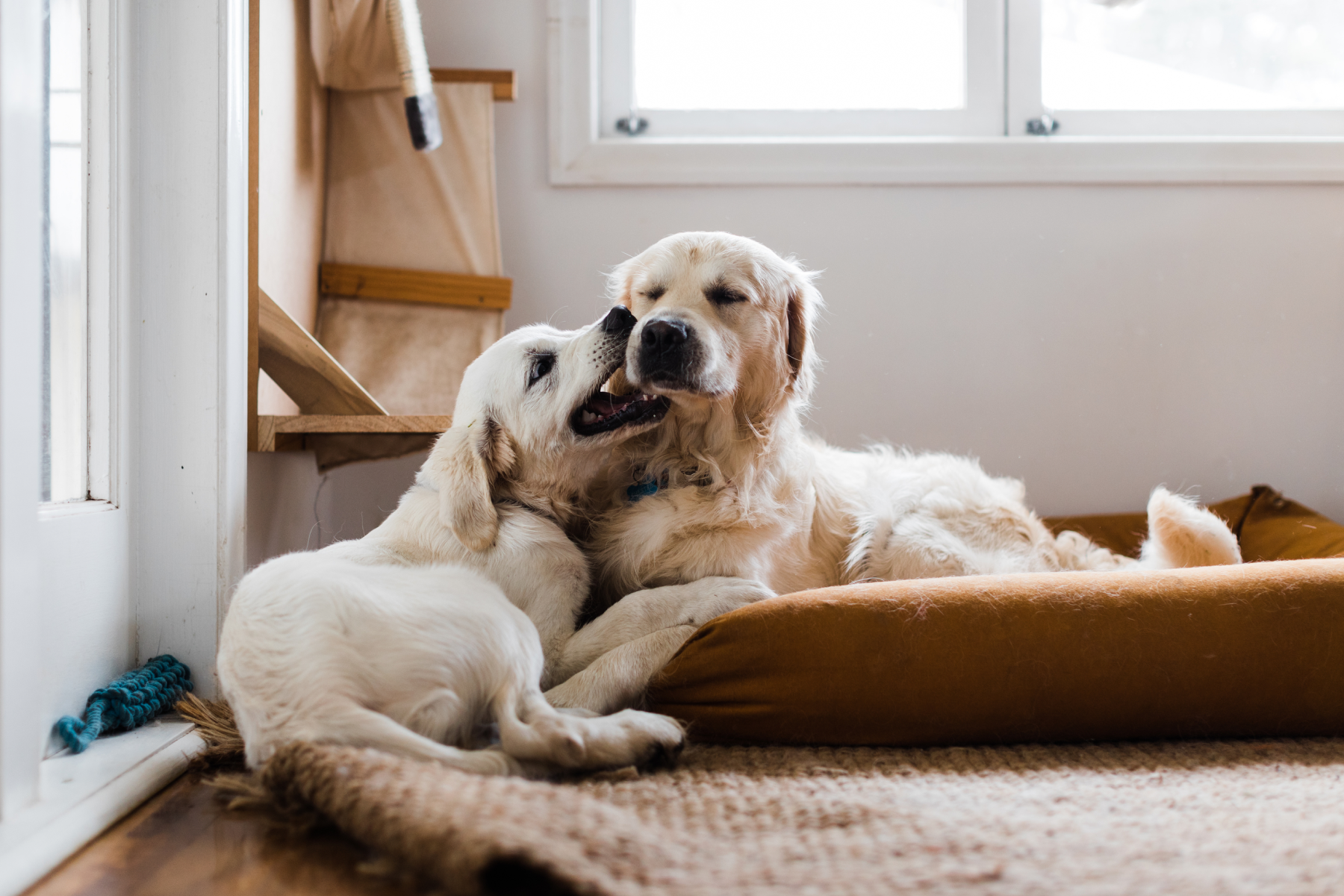 What To Do If My Older Dog Is Depressed With A New Puppy