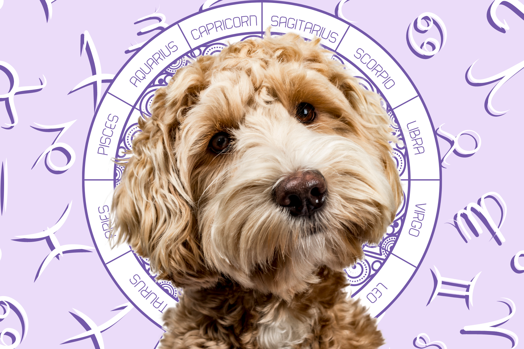 Your Dog's Weekly Horoscope 2020: July 13-19