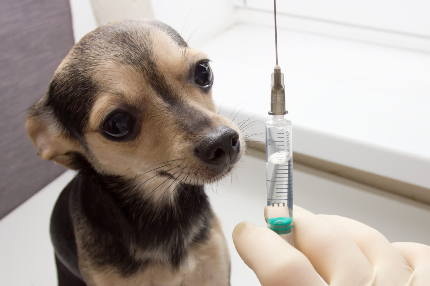 Canva - An unhappy little dog toy Terrier is afraid of vaccination with a syringe on the table in a veterinary clinic