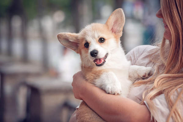The Ultimate Guide To Puppy Behaviors