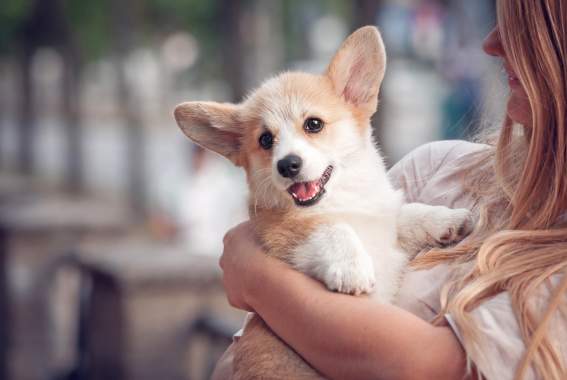 The Ultimate Guide To Puppy Behaviors