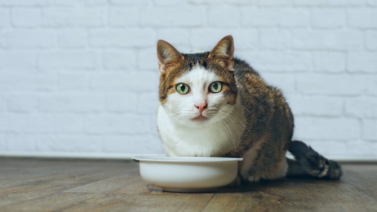 The Best Cat Foods, By Vets & Experts