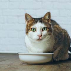 The Best Cat Foods, Recommended By Vets & Experts