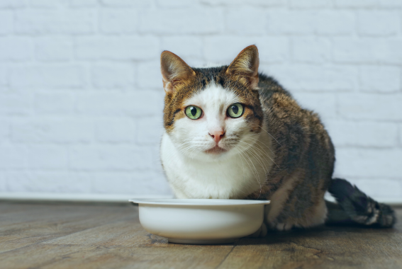 The Best Cat Foods, Recommended By Vets & Experts