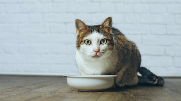 The Best Cat Foods, Recommended By Vets & Experts