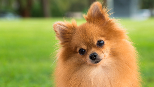 pomeranian - best dog breed for cats - Pawp