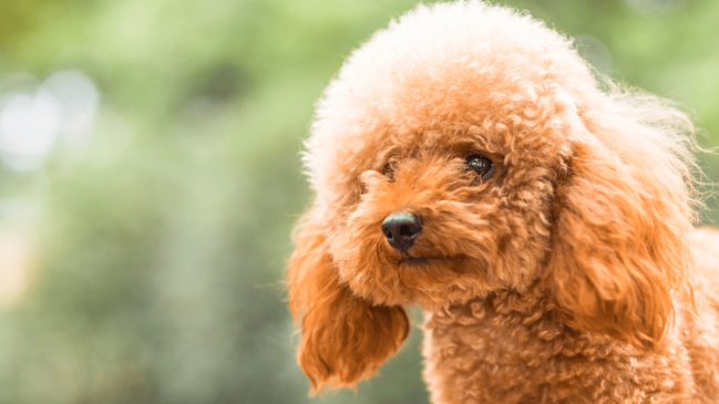 poodle - healthiest dog breeds