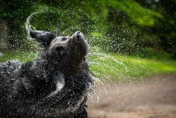 Is Your Dog Shaking? What Your Dog's Shivering Really Means For Their Health