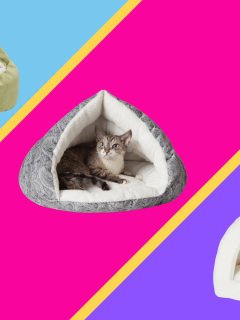 The 14 Best Cat Beds Of 2022, For Every Type Of Sleeper