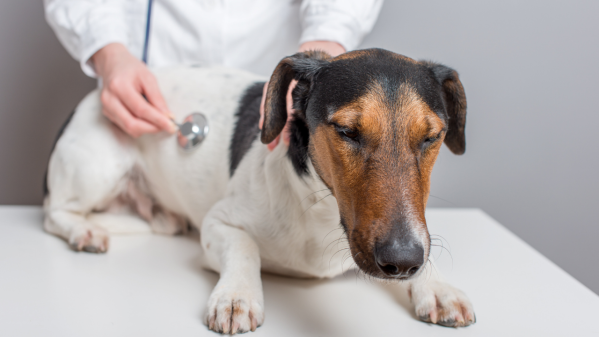 How Often Do You Take A Dog To The Vet?