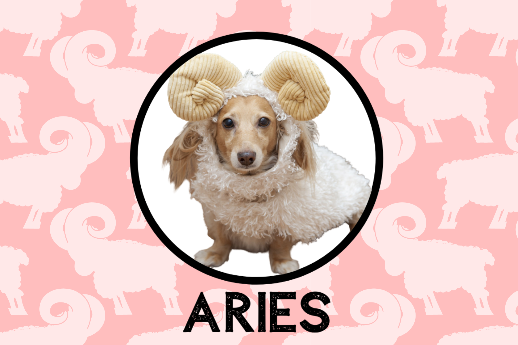 Aries Dog Personality What Being An Aries Says About Your Dog