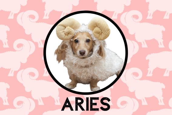 Aries Dog Personality: What Being An Aries Says About Your Dog