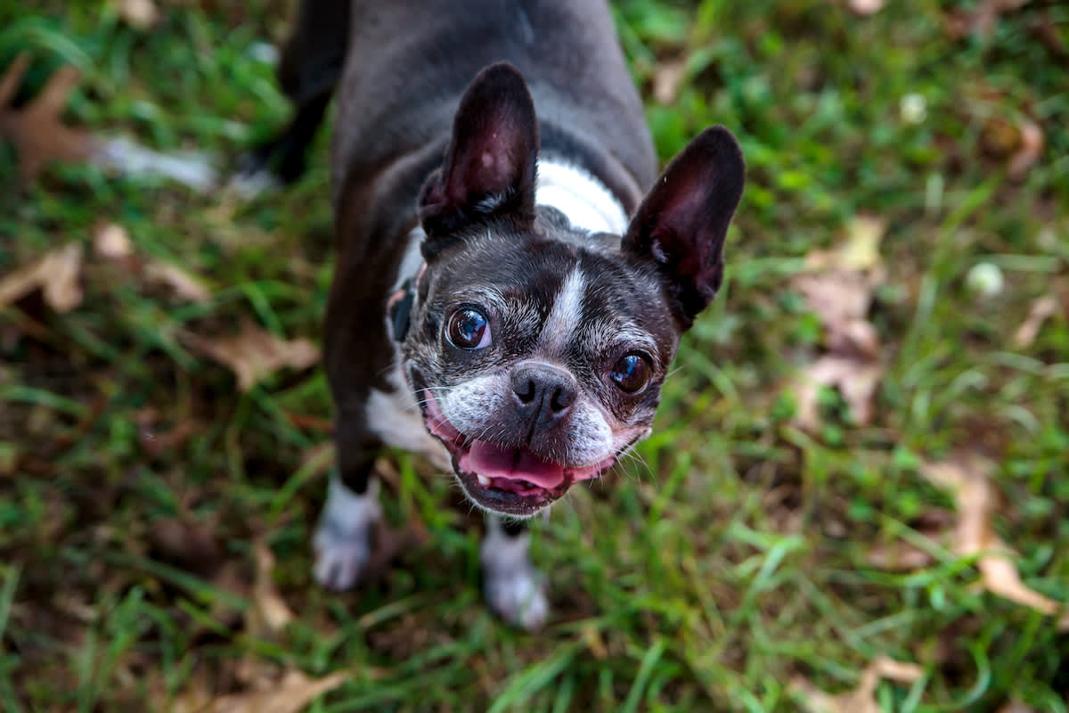 Canva - Smiling Boston Terrier