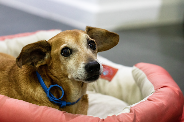 Arthritis In Dogs: Signs, Symptoms & Treatments