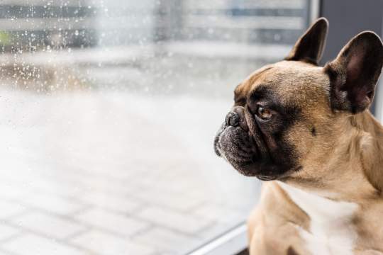 8 Tips & Tricks To Keep Your Dog Busy During Isolation