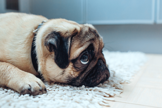 Do Dogs Get Jealous? Why It Happens & How To Help