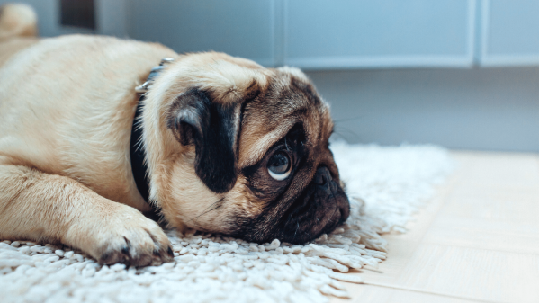 Do Dogs Get Jealous? Why It Happens & How To Help