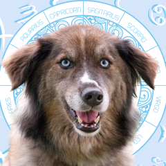 Your Dog's Weekly Horoscope 2020: July 20-26
