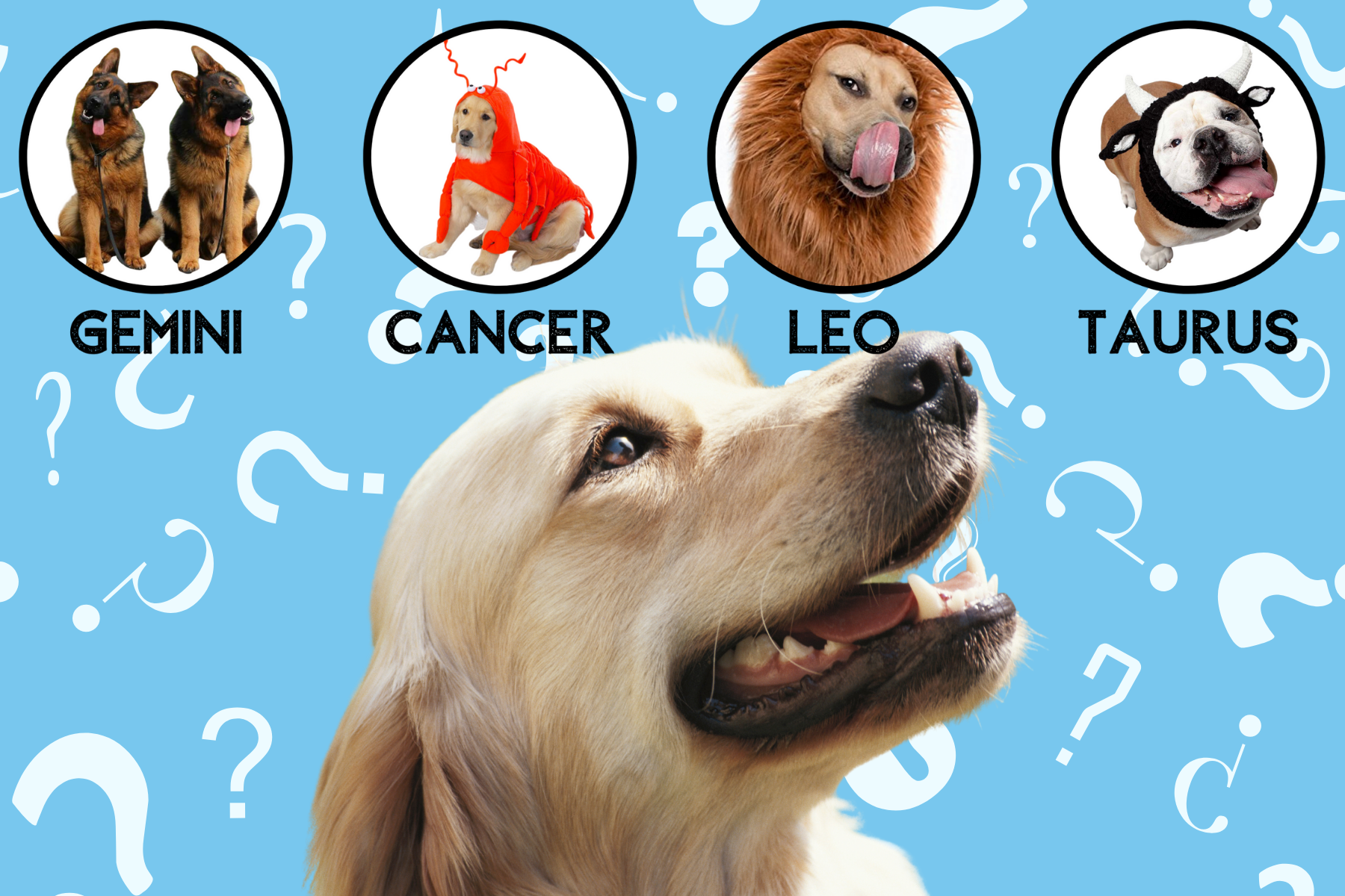 Do Zodiacs Apply To Dogs