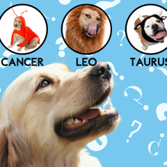 Pawp Quiz: What Zodiac Sign Is Your Dog Really?