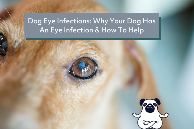 Dog Eye Infections: Why Your Dog Has An Eye Infection & How To Help