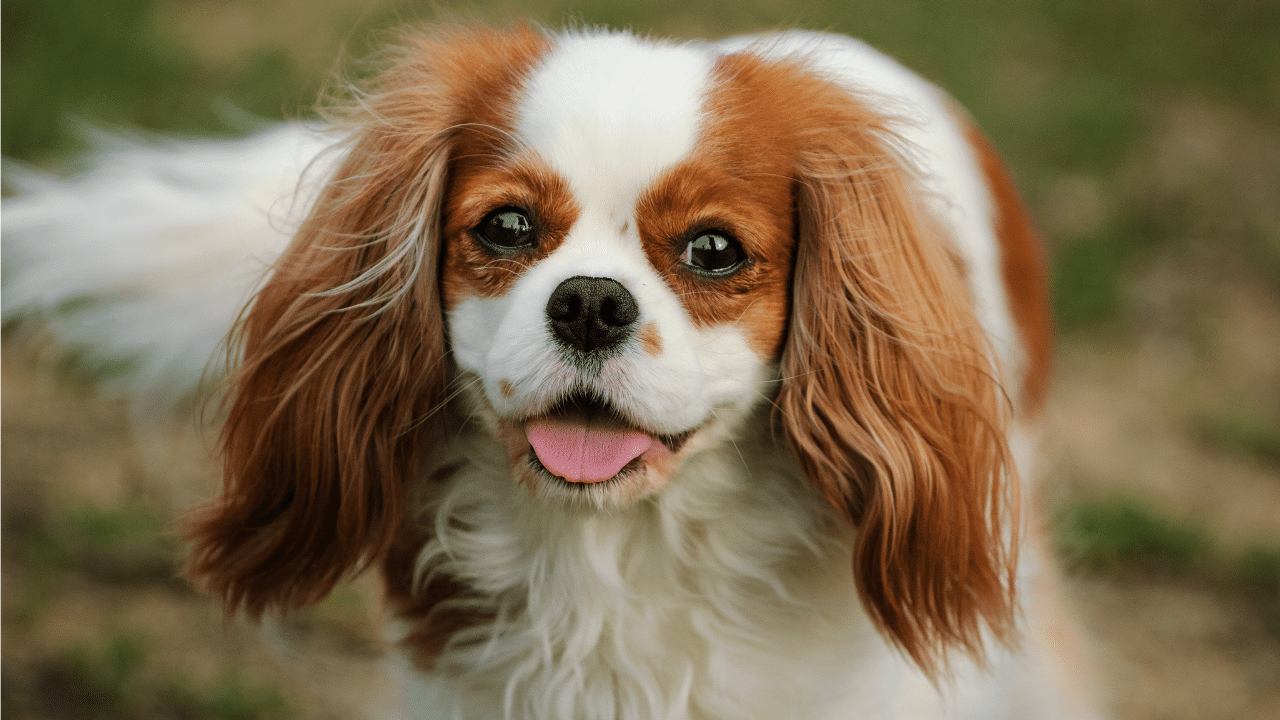 best lap dog - cavalier king charles spaniel