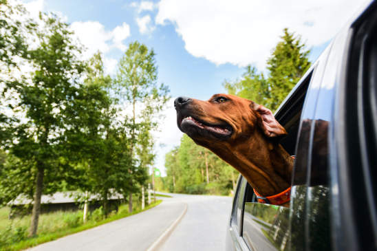 Canva - Ridgeback dog enjoying ride in car looking out of window