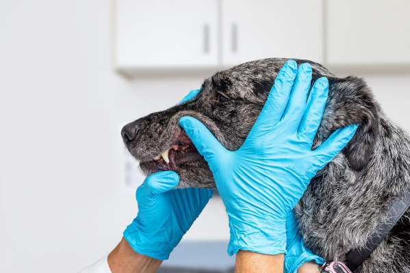 Do Dental Chews Really Work? We Asked Vets About Your Pet's Oral Hygiene