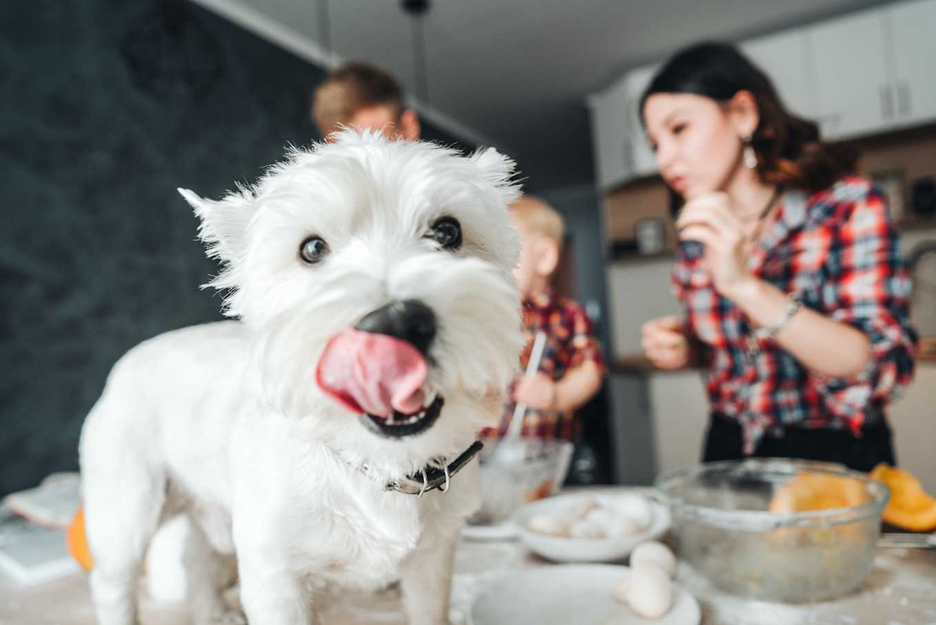 How To Make Healthy Dog Food At Home With Simple, Tasty Recipes