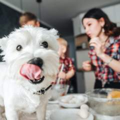 How To Make Healthy Dog Food At Home With Simple, Tasty Recipes