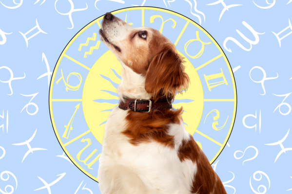 Your Dog's Weekly Horoscope 2020: March 16-22