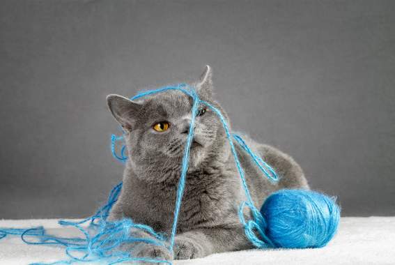 What To Do If Your Cat Ate String, Thread, Or Ribbon