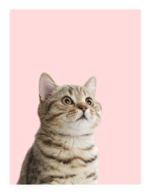 Cat on a pink background