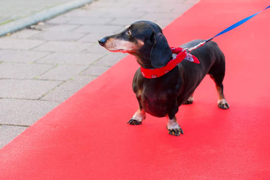 Canva - Dachshund at Red Carpet