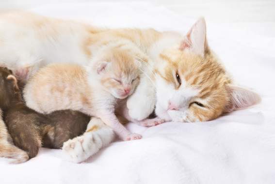 Introducing Your New Kitten To Cats: A Complete Guide