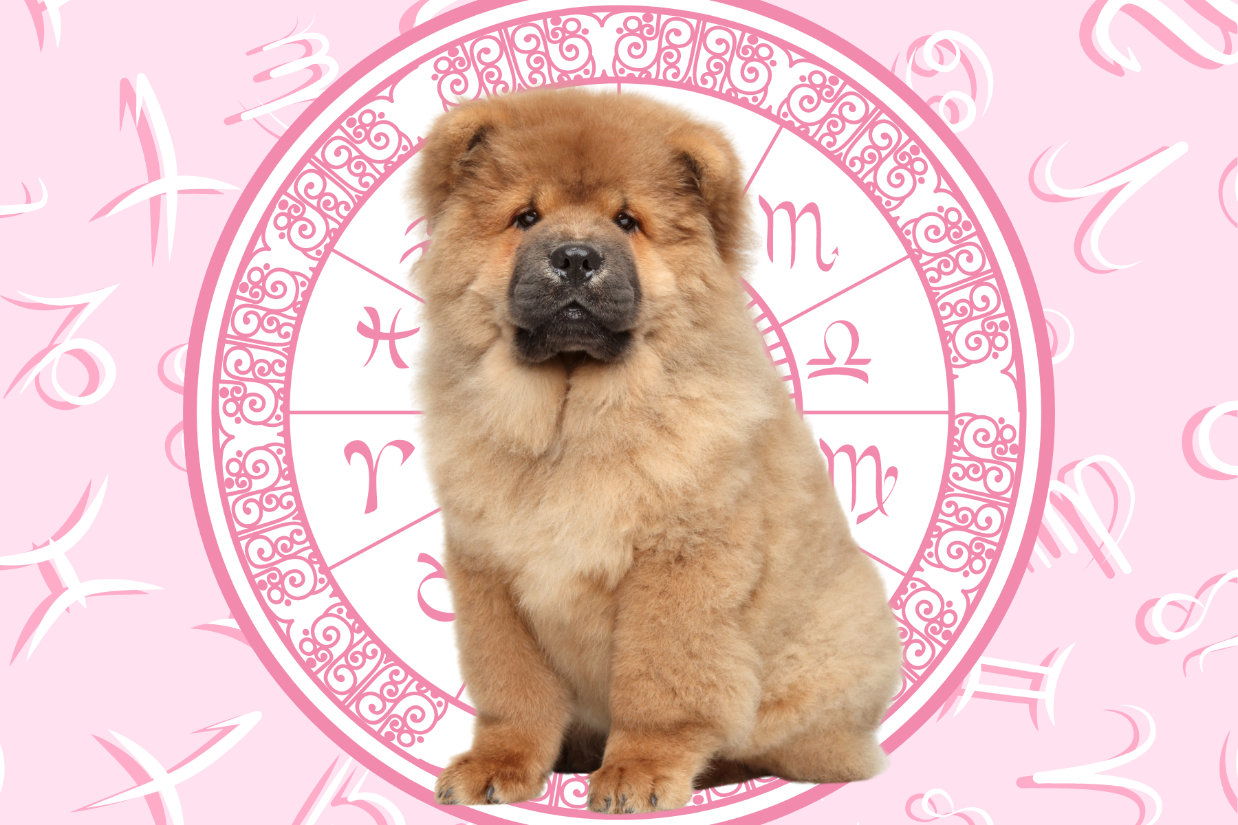 Your Dog's Weekly Horoscope 2020: July 27-August 2