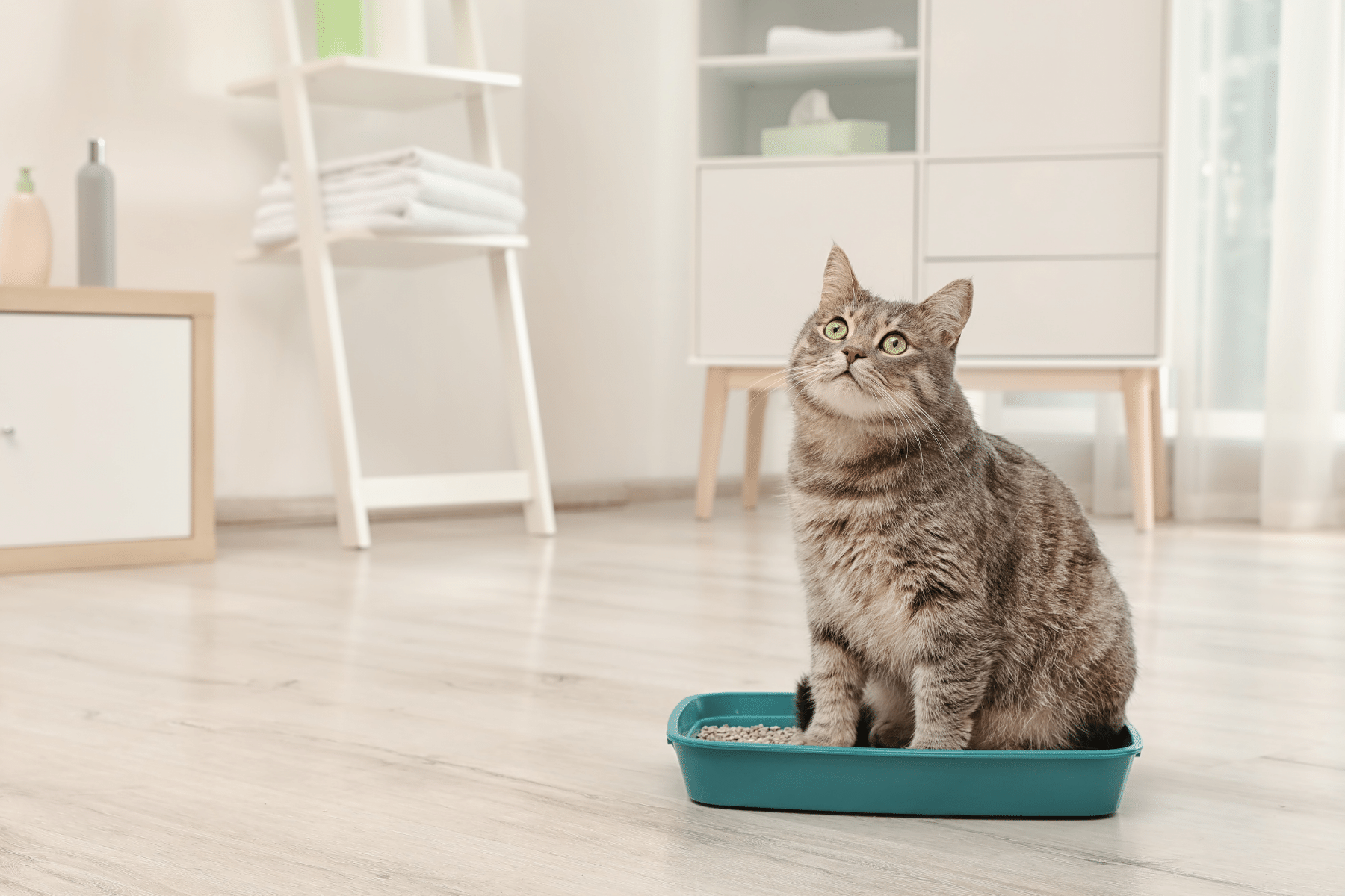 Kidney Failure In Cats: Causes, Signs, Treatments & Prevention