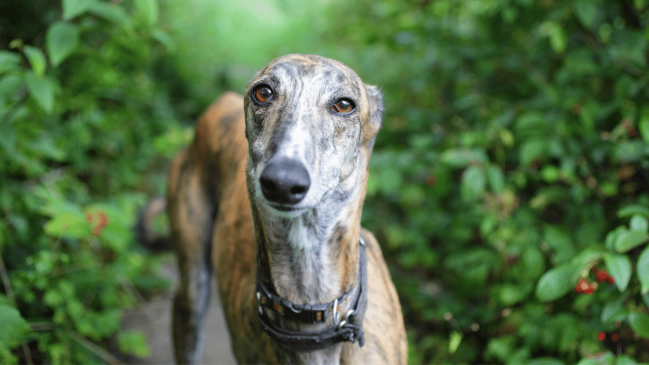 greyhound - healthiest dog breeds