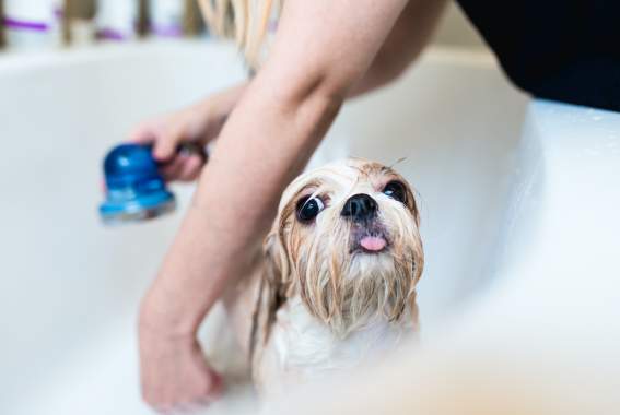 How To Groom Your Dog At Home — While Social Distancing