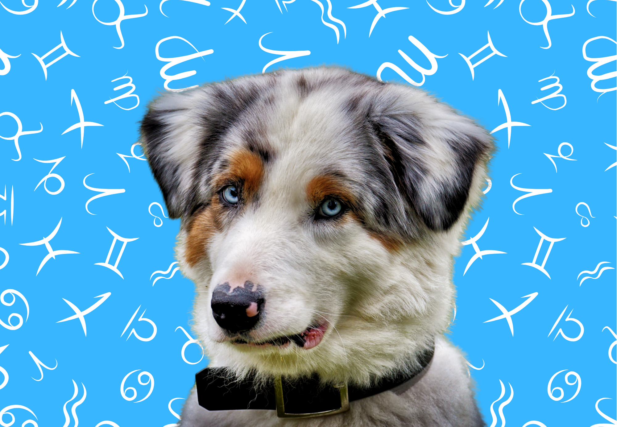 Your Dog's Weekly Horoscope 2020: January 27-February 2