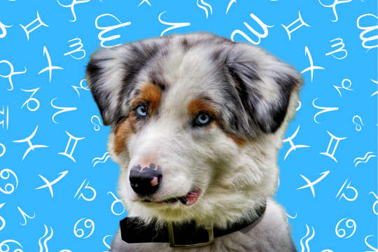 Your Dog's Weekly Horoscope 2020: January 27-February 2